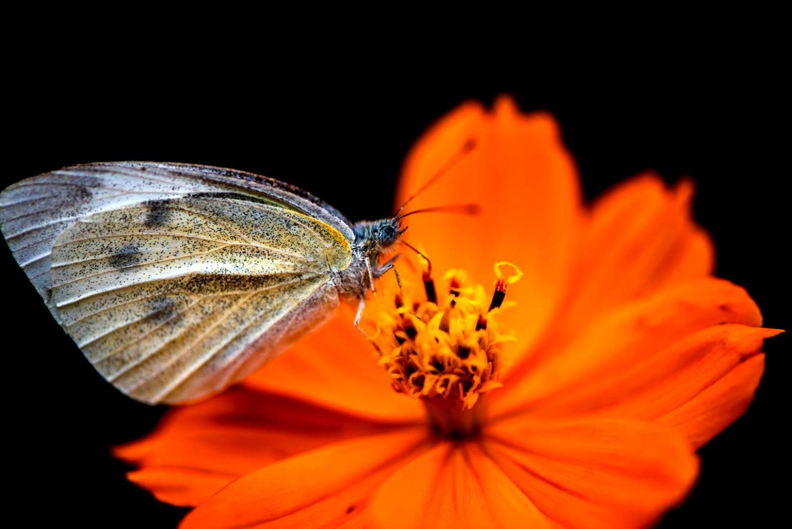 Özenle hazırlanmış çiçek düzenlemesi