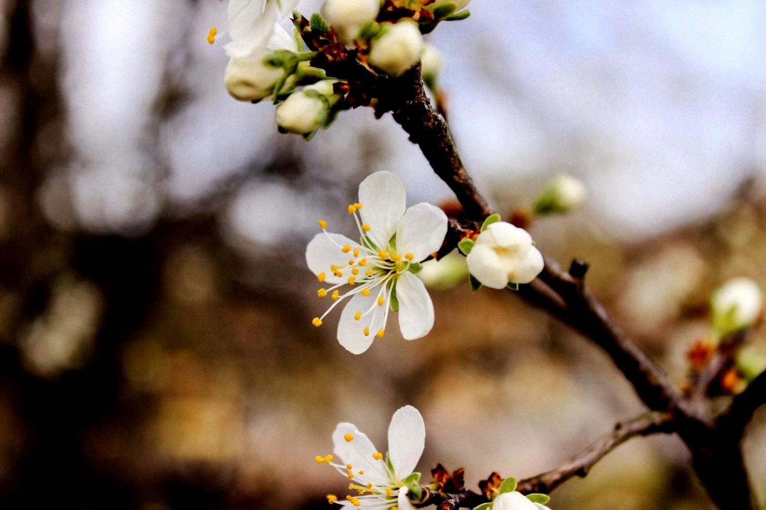 Taze çiçek aranjmanları ve profesyonel hazırlık süreci